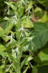 Green fringed orchid